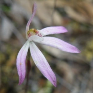 Fire and Orchids ACT Citizen Science Project at Point 5831 - 10 Oct 2016