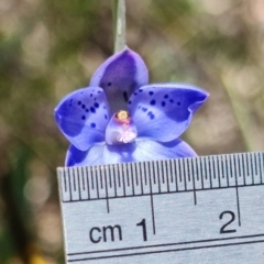 Fire and Orchids ACT Citizen Science Project at Point 99 - 24 Oct 2021