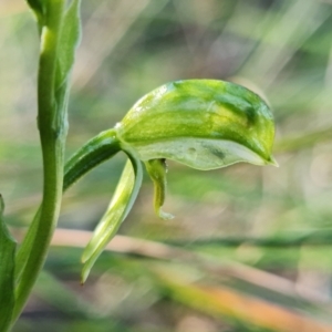 Fire and Orchids ACT Citizen Science Project at Point 5822 - 2 Aug 2021