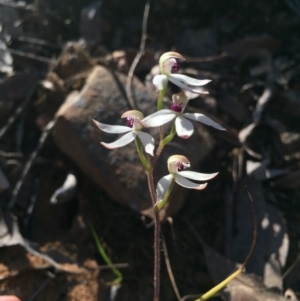 Fire and Orchids ACT Citizen Science Project at Point 38 - 25 Oct 2015