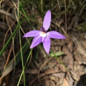 Fire and Orchids ACT Citizen Science Project at Point 5515 - 28 Sep 2015