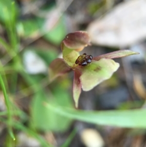 Fire and Orchids ACT Citizen Science Project at Point 5438 - 28 Sep 2015