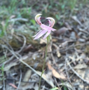 Fire and Orchids ACT Citizen Science Project at Point 38 - 25 Oct 2015