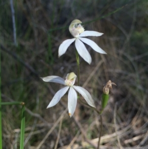 Fire and Orchids ACT Citizen Science Project at Point 38 - 25 Oct 2015