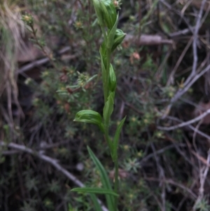 Fire and Orchids ACT Citizen Science Project at Point 5821 - 15 Aug 2015