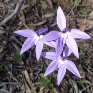 Fire and Orchids ACT Citizen Science Project at Point 4761 - 21 Sep 2020