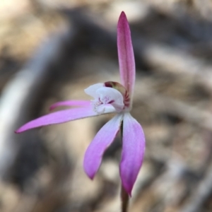 Fire and Orchids ACT Citizen Science Project at Point 5058 - 26 Sep 2015