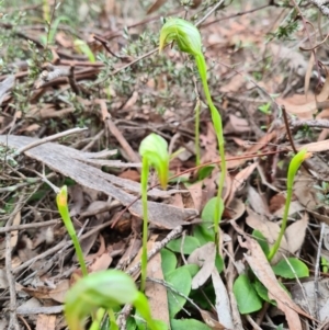 Fire and Orchids ACT Citizen Science Project at Point 5204 - 18 Sep 2020