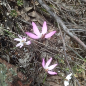 Fire and Orchids ACT Citizen Science Project at Point 479 - 24 Sep 2016