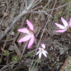 Fire and Orchids ACT Citizen Science Project at Point 479 - 24 Sep 2016