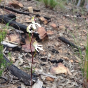 Fire and Orchids ACT Citizen Science Project at Point 5747 - 29 Oct 2016