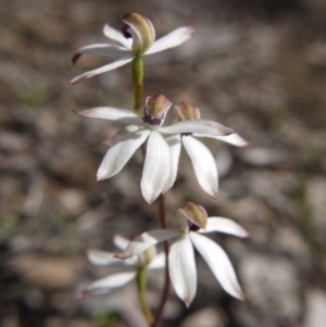 Fire and Orchids ACT Citizen Science Project at Point 5815 - 11 Oct 2020
