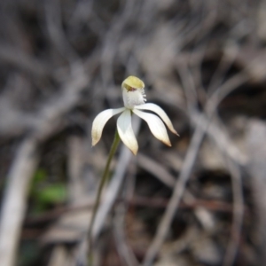 Fire and Orchids ACT Citizen Science Project at Point 38 - 29 Sep 2020