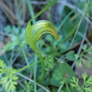 Fire and Orchids ACT Citizen Science Project at Point 4376 - 5 Jul 2020