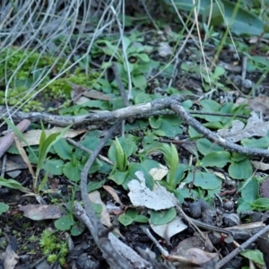 Fire and Orchids ACT Citizen Science Project at Point 4376 - 5 Jul 2020