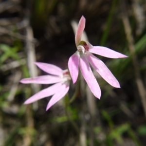 Fire and Orchids ACT Citizen Science Project at Point 5204 - 11 Oct 2020