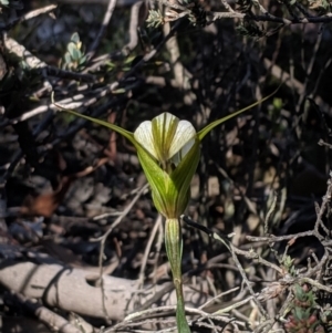 Fire and Orchids ACT Citizen Science Project at Point 5815 - 27 Apr 2019