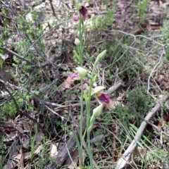 Fire and Orchids ACT Citizen Science Project at Point 5204 - 17 Oct 2020