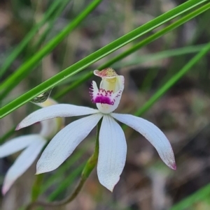 Fire and Orchids ACT Citizen Science Project at Point 3131 - 18 Oct 2020