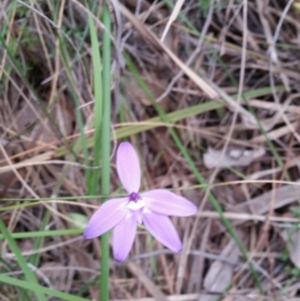Fire and Orchids ACT Citizen Science Project at Point 4910 - 9 Oct 2016