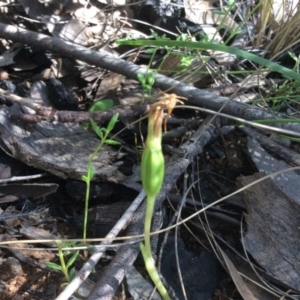 Fire and Orchids ACT Citizen Science Project at Point 5363 - 31 Oct 2016