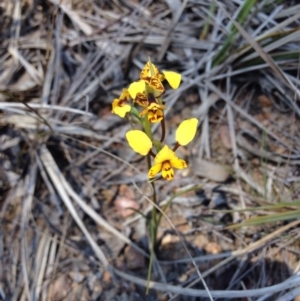 Fire and Orchids ACT Citizen Science Project at Point 5828 - 2 Oct 2015