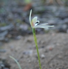 Fire and Orchids ACT Citizen Science Project at Point 4526 - 15 Sep 2020