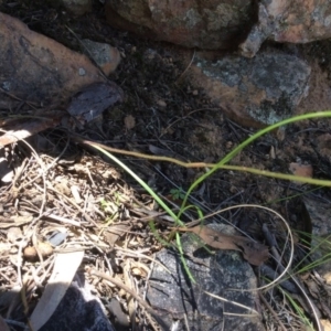 Fire and Orchids ACT Citizen Science Project at Point 5363 - 31 Oct 2016