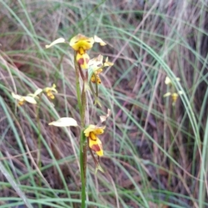 Fire and Orchids ACT Citizen Science Project at Point 4857 - 14 Nov 2016