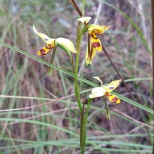 Fire and Orchids ACT Citizen Science Project at Point 4857 - 14 Nov 2016