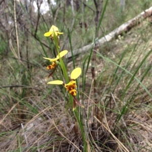 Fire and Orchids ACT Citizen Science Project at Point 5821 - 15 Nov 2016