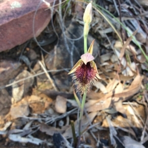 Fire and Orchids ACT Citizen Science Project at Point 5215 - 31 Oct 2016