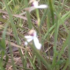 Fire and Orchids ACT Citizen Science Project at Point 5834 - 26 Oct 2015