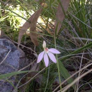 Fire and Orchids ACT Citizen Science Project at Point 5363 - 11 Oct 2016