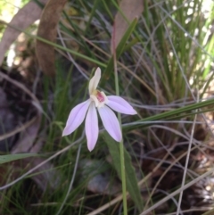 Fire and Orchids ACT Citizen Science Project at Point 5363 - 11 Oct 2016