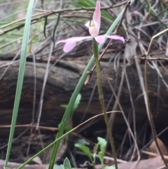 Fire and Orchids ACT Citizen Science Project at Point 5829 - 18 Oct 2016