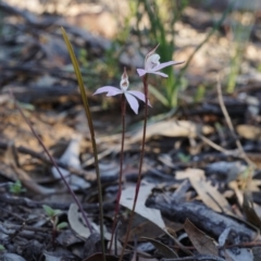 Fire and Orchids ACT Citizen Science Project at Point 5803 - 30 Aug 2020