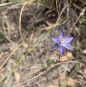 Fire and Orchids ACT Citizen Science Project at Point 5831 - 3 Nov 2021