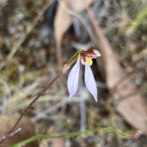 Fire and Orchids ACT Citizen Science Project at Point 5822 - 19 Mar 2023