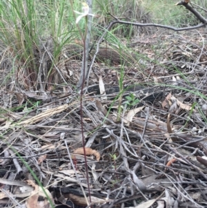 Fire and Orchids ACT Citizen Science Project at Point 5829 - 17 Oct 2016