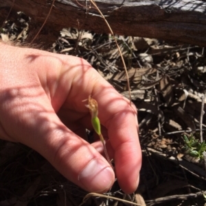 Fire and Orchids ACT Citizen Science Project at Point 62 - 16 Oct 2016