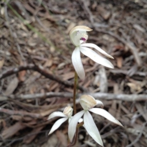 Fire and Orchids ACT Citizen Science Project at Point 5820 - 8 Nov 2016