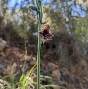 Fire and Orchids ACT Citizen Science Project at Point 8 - 30 Oct 2022