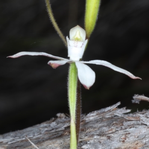 Fire and Orchids ACT Citizen Science Project at Point 5078 - 22 Oct 2020