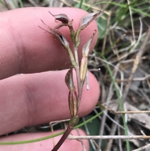 Fire and Orchids ACT Citizen Science Project at Point 5815 - 4 Sep 2022