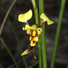 Fire and Orchids ACT Citizen Science Project at Point 5078 - 22 Oct 2020