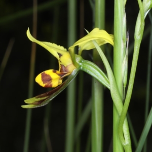 Fire and Orchids ACT Citizen Science Project at Point 5078 - 22 Oct 2020