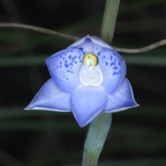 Fire and Orchids ACT Citizen Science Project at Point 5154 - 22 Oct 2020