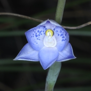 Fire and Orchids ACT Citizen Science Project at Point 5154 - 22 Oct 2020