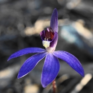 Fire and Orchids ACT Citizen Science Project at Point 5803 - 30 Aug 2020